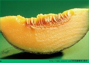 小产两天可以吃哈密瓜吗